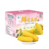 稻宝昌 东北鲜制甜糯玉米棒非转基因真空包邮 10穗2200g 商品缩略图2