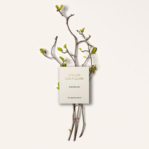 蔻依仙境花园系列香氛-北国雪松 50ml 商品图4