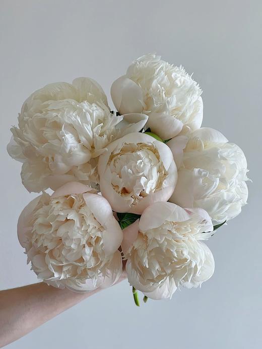 【预售！4.20起陆续发出】欧文斯上校【有的人温柔得连指尖都是粉色，比如说你】简小姐精选进口芍药 欧文斯上校 2件包邮 顺丰空运直发 商品图10