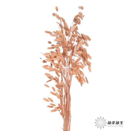 永生花材 | 小盼草浅咖 商品图1