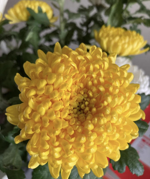 【寄托】菊花 大黄菊 10支/扎 商品图1