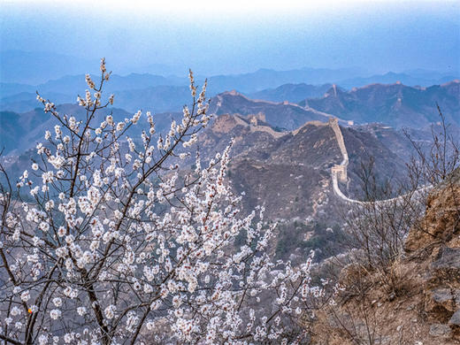 4.12【金山岭杏花节1日】2026第五届金山岭长城国际徒步大会｜智汇长城·花漾未来の人与机器人共登长城徒步大会 商品图8