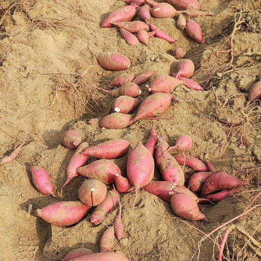 52度良作，网兜装，性价比更高！自然科技窖藏，恒温锁甜。香甜软糯，不干不噎,粗粮中的秀外慧中款，薯中贵族. 一袋3斤！ 商品图4