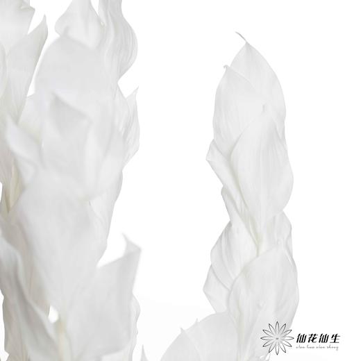 永生花材 ｜ 桔子叶白 商品图2