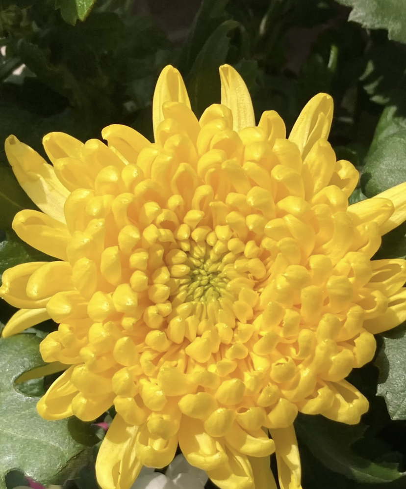 【寄托】菊花 大黄菊 10支/扎