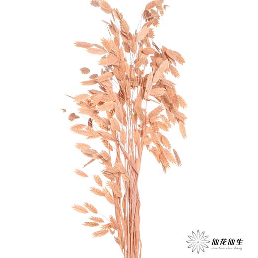 永生花材 | 小盼草浅咖 商品图3
