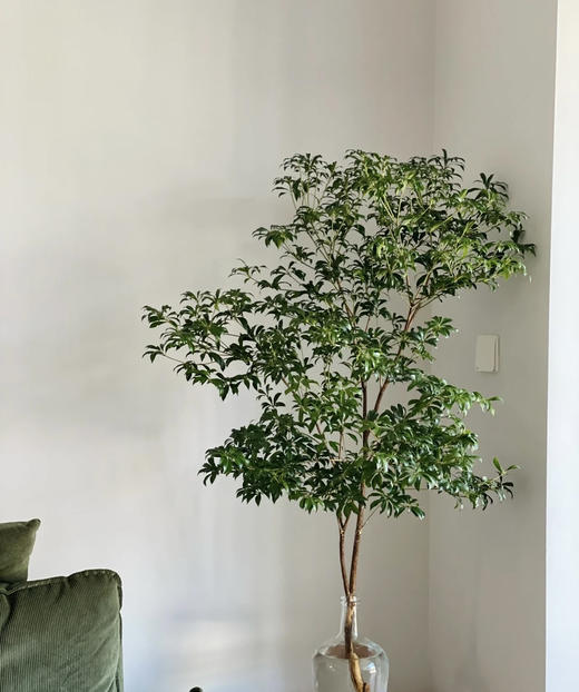 【大枝】进口马醉木 约1.5米 型态如图 单枝（快递可运费到付） 商品图3