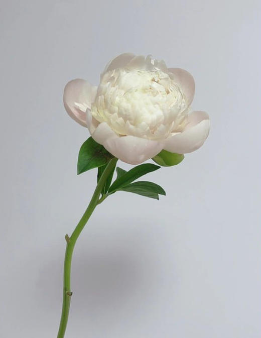 【预售！4.20起陆续发出】欧文斯上校【有的人温柔得连指尖都是粉色，比如说你】简小姐精选进口芍药 欧文斯上校 2件包邮 顺丰空运直发 商品图6