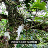 【老班章熟茶】你喝过用老班章古树来发酵的熟茶吗？重磅硬通货十一年陈老班章熟茶来袭357克/饼 商品缩略图5