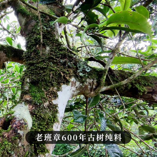 【老班章熟茶】你喝过用老班章古树来发酵的熟茶吗？重磅硬通货十一年陈老班章熟茶来袭357克/饼 商品图5