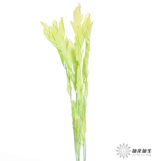永生花材 ｜ 桔子叶翠绿 商品图1
