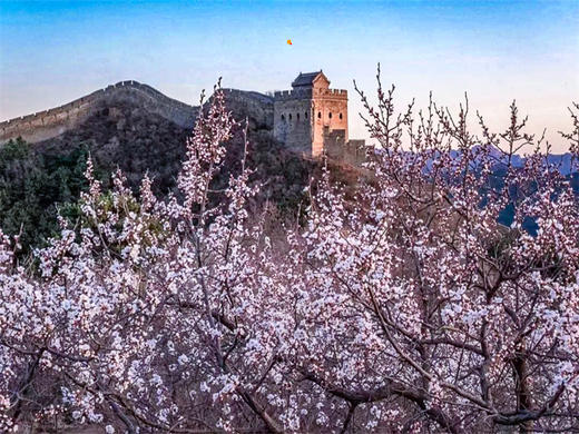 4.12【金山岭杏花节1日】2026第五届金山岭长城国际徒步大会｜智汇长城·花漾未来の人与机器人共登长城徒步大会 商品图3