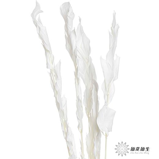 永生花材 ｜ 桔子叶白 商品图4