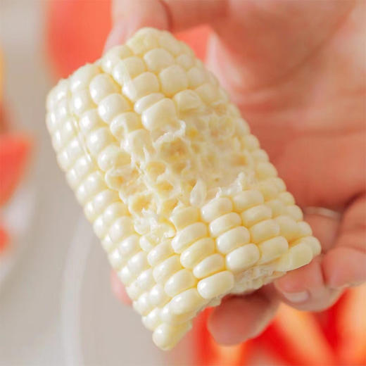 四川攀枝花牛奶玉米 净重5-8斤装 高山露天生长 生态种植 甜糯可口 生熟两吃 商品图10