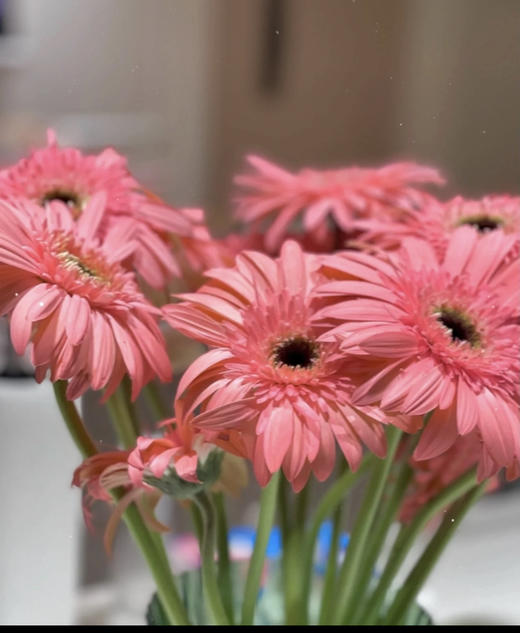 【非洲菊】浅粉色，18-20支/扎 商品图0
