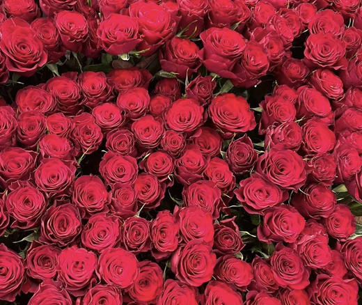 【昆明玫瑰】高原红，20支/扎A级 商品图4