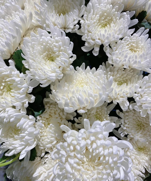 【寄托】菊花 大白菊 10支/扎 商品图4