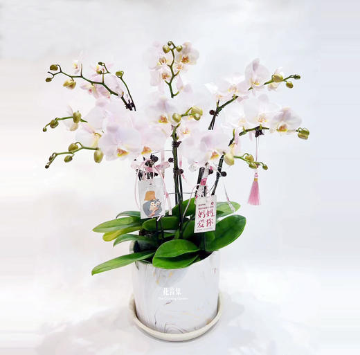 罗曼史 商品图1