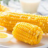  稻宝昌 东北鲜制黄糯玉米棒非转基因真空包邮 10穗2600g 商品缩略图4