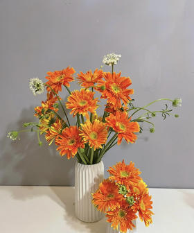 【非洲菊】橙色，18-20支/扎