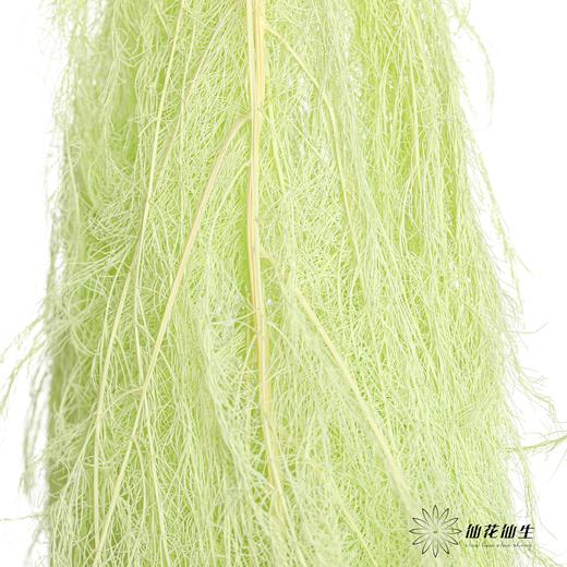 永生花材 | 龙须草翠绿 商品图2