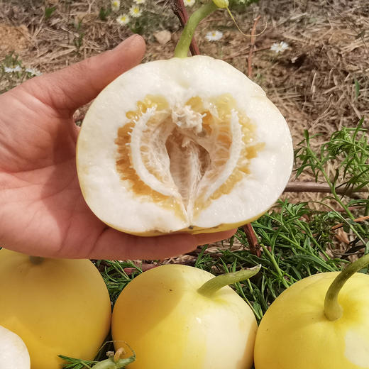 『沂蒙山蜜罐甜瓜』脆甜流蜜，瓜香浓郁，酥嫩可口，能直接带皮啃 商品图3