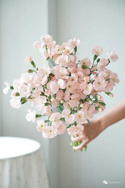 【卡萨】波萝蜜，蝴蝶康，粉色，18-20支/扎 商品图0