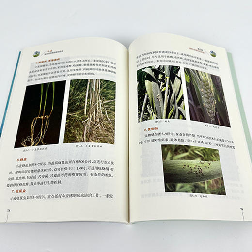 小麦绿色优质高效栽培技术  商品图2