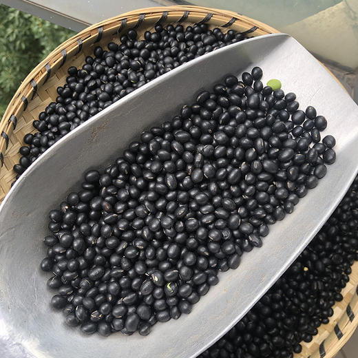 黑豆 商品图4