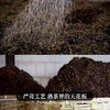 【老班章熟茶】你喝过用老班章古树来发酵的熟茶吗？重磅硬通货十一年陈老班章熟茶来袭357克/饼 商品缩略图4