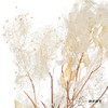永生花材 | 雾中情人 商品缩略图0