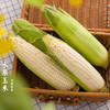 四川攀枝花牛奶玉米 净重5-8斤装 高山露天生长 生态种植 甜糯可口 生熟两吃 商品缩略图0