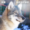 新疆·狼群保护调研 商品缩略图0