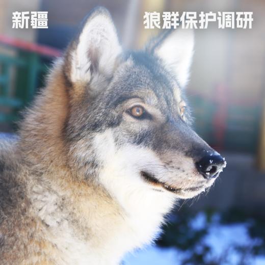 新疆·狼群保护调研 商品图0