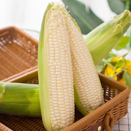 四川攀枝花牛奶玉米 净重5-8斤装 高山露天生长 生态种植 甜糯可口 生熟两吃 商品图2