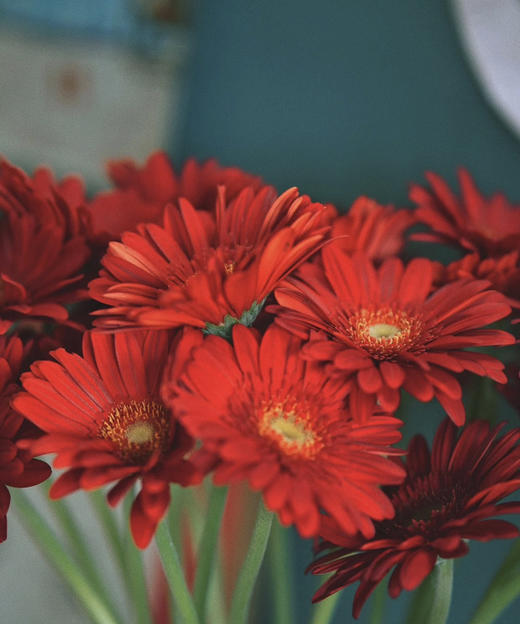 【非洲菊】大红色，18-20支/扎 商品图1