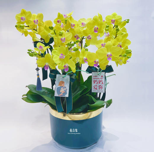 甜格格 商品图0