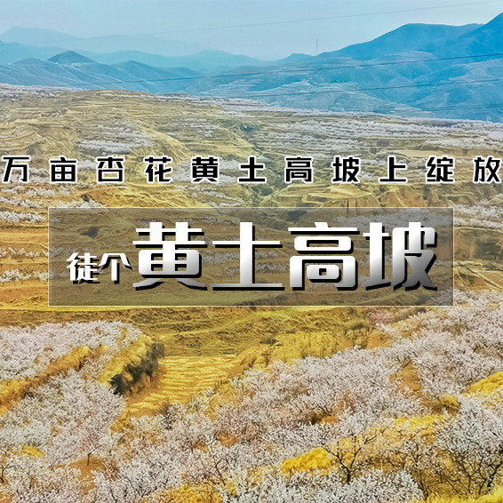 周末1天【黄土高坡杏花78元】万亩杏花黄土高坡上绽放-黄土坡11公里环穿