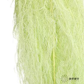 永生花材 | 龙须草翠绿