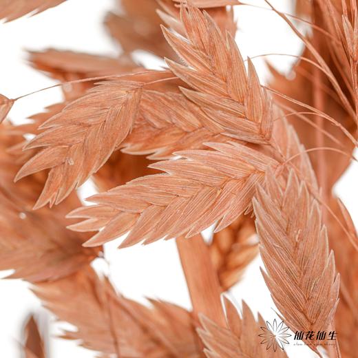 永生花材 | 小盼草浅咖 商品图4