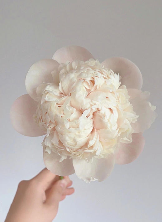 【预售！4.20起陆续发出】欧文斯上校【有的人温柔得连指尖都是粉色，比如说你】简小姐精选进口芍药 欧文斯上校 2件包邮 顺丰空运直发 商品图7