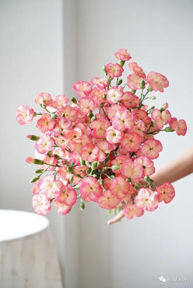 【沼泽】波萝蜜，蝴蝶康，香槟粉，18-20支/扎