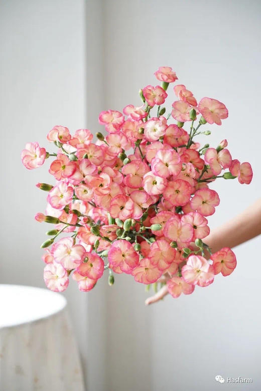 【沼泽】波萝蜜，蝴蝶康，香槟粉，18-20支/扎 商品图0