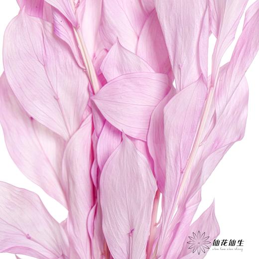 永生花材 | 桔子叶香芋紫 商品图0