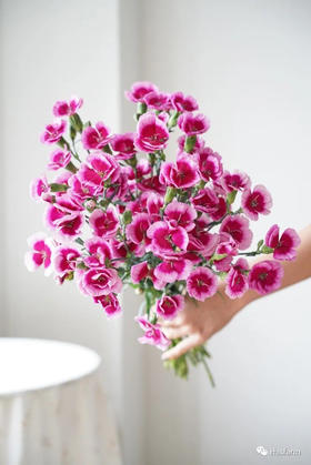 【葛优】波萝蜜，蝴蝶康，紫红色，20支/扎