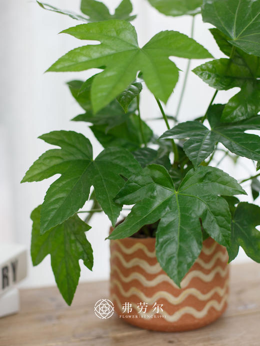 八角金盆 商品图1