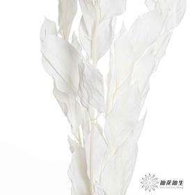 永生花材 ｜ 桔子叶白