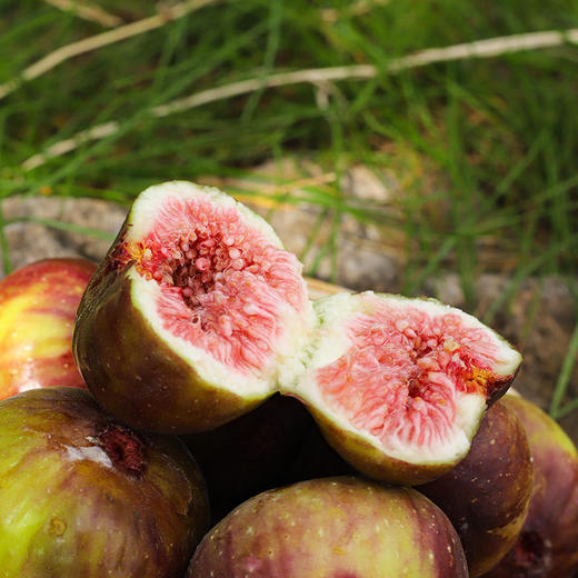 云南波姬红新鲜无花果  号称女神果  孕妇最佳水果   清甜口感   发货7成熟 收货后先挑颜色深和软的先吃   包邮发出 商品图1