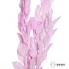 永生花材 | 桔子叶香芋紫 商品缩略图5