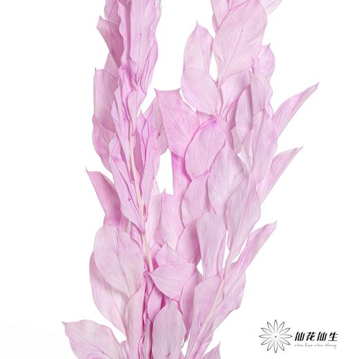 永生花材 | 桔子叶香芋紫 商品图5